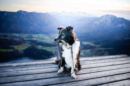 BASE CAMP | DOG LEASH - Alpine Tails