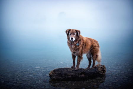 Moonlit Peaks | Dog ID Tag - Alpine Tails Pet Tags